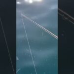 堤防から根魚を狙う🐟アイナメフィーバー🎣#海釣り #首振りダンス